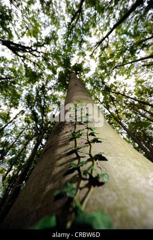 De plus en plus de lierre sur un tronc d'arbre, worm's eye view Banque D'Images