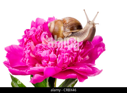 Gros Escargot Raisin est assis sur un champ de fleurs de pivoine rose juin avec la rosée gouttes de pluie et brouillard. Isolé sur blanc, fo sélective Banque D'Images