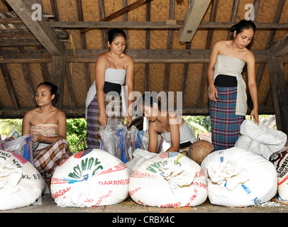 Les femmes le tri des sacs de riz, Tenganan, Bali, Indonésie, Asie du sud-est Banque D'Images