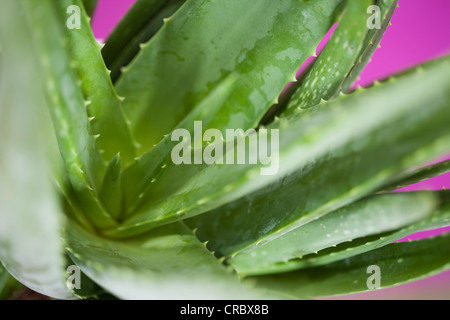 Close up of aloe vera plant Banque D'Images