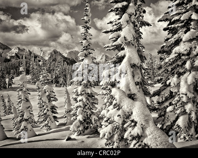 Arbres couverts de neige et de montagnes. Tatoosh Mt. Rainier National Park, Washington Banque D'Images