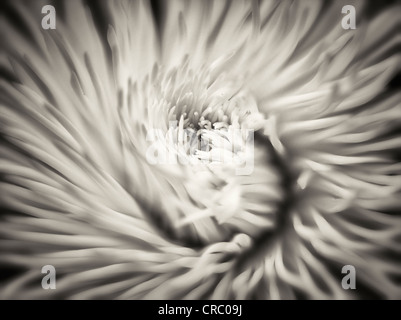 Close up of English Daisy. Oregon Banque D'Images