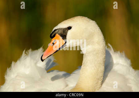 Mute swan (Cygnus olor) lissage, gros plan de la tête et le cou. Couleur du plumage et montrant les détails des plumes. Banque D'Images