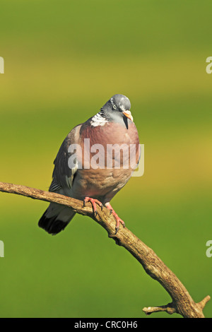 Pigeon ramier (Columba palumbus) perché sur une branche sur un fond vert. Banque D'Images
