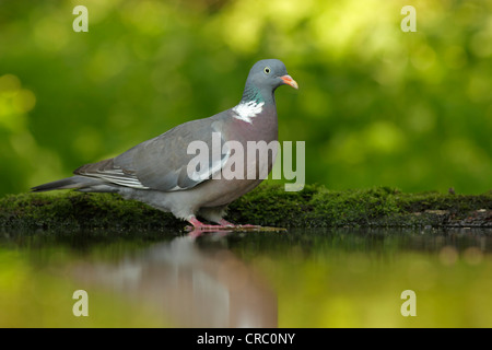 Pigeon ramier (Columba palumbus) debout à côté d'une piscine en bois léger pommelé. Banque D'Images