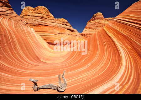 La direction de la vague flétri, des rochers de grès Navajo érodé avec bandes de Liesegang, Liesegangen ou bagues, anneaux de Liesegang, Banque D'Images