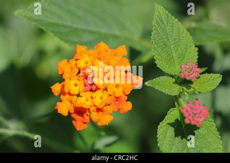 Lantana camara, également connu sous le nom de drapeau espagnol ou West Indian Lantana Banque D'Images