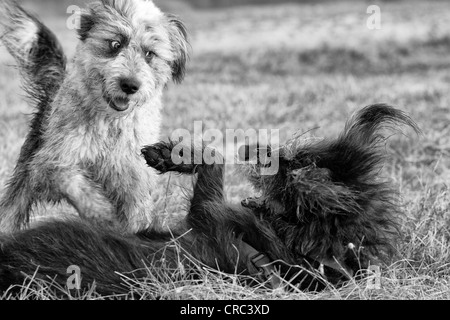 Deux chiens jouant dans un champ Banque D'Images