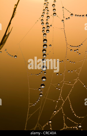 Dewdrops accrochée à un fil fin d'une toile d'araignée dans la chaude lumière du matin Banque D'Images