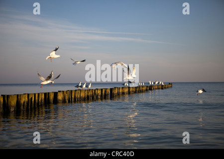 Mouettes perchées sur les épis dans la lumière du matin sur la mer Baltique, près de Rostock, Mecklembourg-Poméranie-Occidentale, Allemagne, Europe Banque D'Images