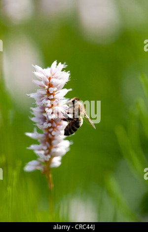 Abeille (Apis sp.), la collecte du pollen à partir de la Renouée bistorte Renouée bistorte ou conjoint (Polygonum bistorta), l'Allemagne, de l'Europe Banque D'Images
