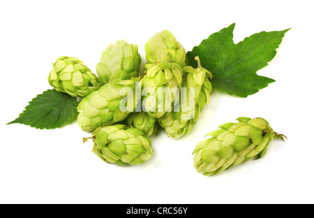 Pile de cônes de houblon vert isolated on white Banque D'Images