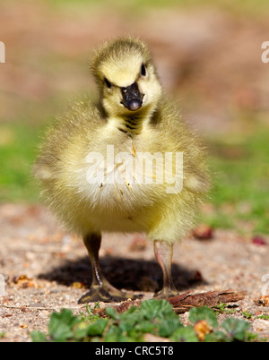Canada Goose Gosling Banque D'Images