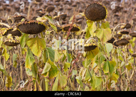 Un champ de tournesols mûrs ('helianthus') à l'automne prêt pour la récolte des graines Banque D'Images