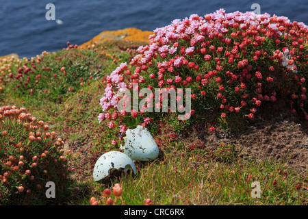 L'oeuf a précédé de guillemot (Uria aalge) sur le site de nidification de gerpinnes avec touffe de l'épargne ou la mer rose (Armeria maritima) fleurs Orkney Islands Scotland UK Banque D'Images