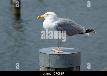 Goéland argenté (Larus argentatus) assis sur un bollard Banque D'Images