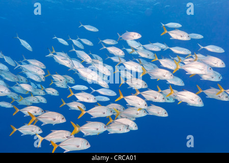 Horse-eye jacks, sous l'eau, poisson, Turks & Caicos Banque D'Images