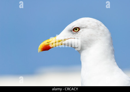 Portrait d'une Mouette à pattes jaunes (Larus michahellis) à partir de la côte atlantique du Portugal Banque D'Images