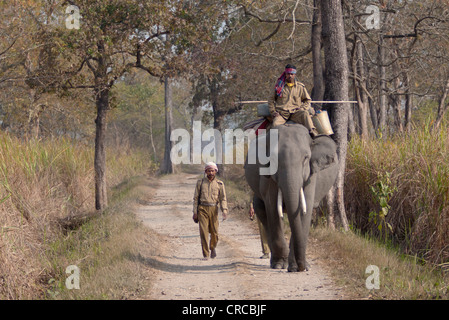 Éléphant de forêt et mahout sur une piste du parc, Parc national de Kaziranga, Assam, Inde Banque D'Images