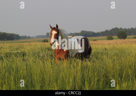 Paint horse Tobiano baie dans un champ avec de l'herbe haute Banque D'Images