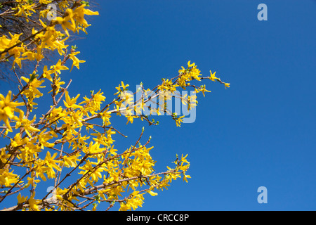 Fleurs jaune forsythia (Forsythia x intermedia) avec ciel bleu en arrière-plan Cardiff Wales UK Banque D'Images