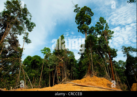 Le déboisement des forêts tropicales, l'Asie du Sud Est. Banque D'Images