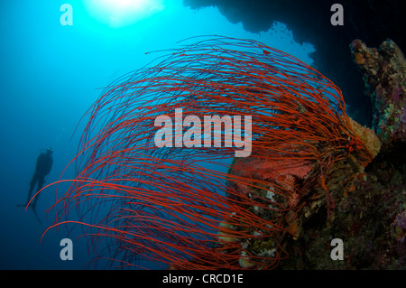 À côté de la mer plongeur whip, Ctenocella Wakatobi, sp, Sulawesi Tenggara, en Indonésie. Banque D'Images