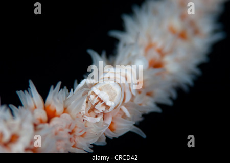 Pontonides unciger Commensal, crevettes, le corail noir, Sulawesi Tenggara, Wakatobi, Indonésie. Banque D'Images