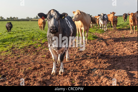 Troupeau de Limousin et Blanc Bleu Belge aux vaches en champ sur farm dans le Gloucestershire England UK. Banque D'Images