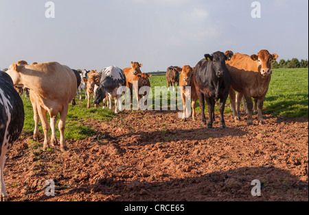 Troupeau de Limousin et Blanc Bleu Belge aux vaches en champ sur farm dans le Gloucestershire England UK. Banque D'Images