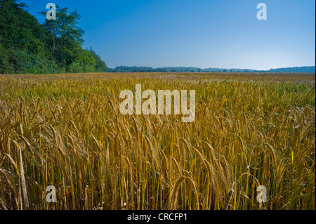 Un champ d'orge de maturation sous un ciel bleu clair Banque D'Images