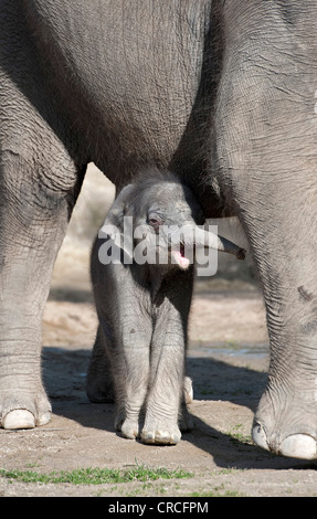 Bébé éléphant femelle, 11 jours, l'éléphant d'Asie (Elephas maximus), sur le premier voyage dans le boîtier extérieur avec sa mère Banque D'Images