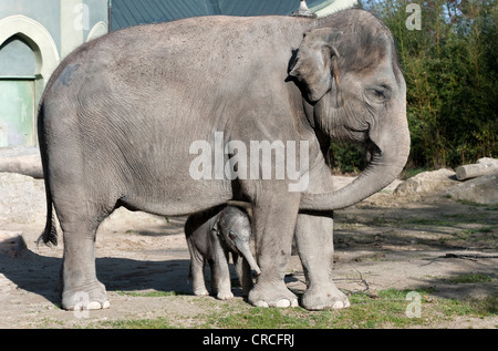 Éléphant d'Asie (Elephas maximus), femme bébé éléphant, 11 jours, au cours de la première incursion dans la piscine en plein air avec son boîtier