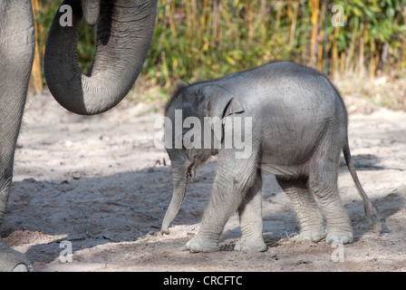 Éléphant d'Asie (Elephas maximus), femme bébé éléphant, 11 jours, au cours de la première incursion dans la piscine en plein air avec son boîtier