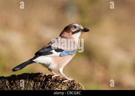 Jay (Garrulus glandarius) sur une souche d'arbre, bad sooden allendorf-, Hesse, Germany, Europe Banque D'Images