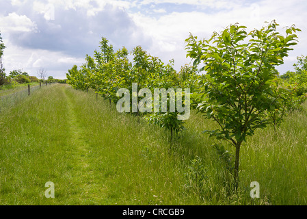 Une variété d'arbres à feuilles caduques, de plus en plus, dans le cadre de la National Forest. Banque D'Images