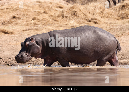 L'Hippopotame (Hippopotamus amphibius) marche dans un étang, tshukudu game lodge, , parc national Kruger Banque D'Images