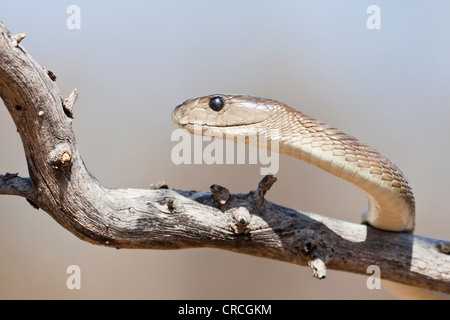 Le Mamba noir (dendroaspis polylepis) sur une branche, reptilarium de khamai reptile park, hoedspruit, parc national Kruger, province du Limpopo Banque D'Images