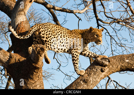 Leopard (Panthera pardus) dans un arbre, tshukudu game lodge, hoedspruit, parc national Kruger, province du Limpopo Banque D'Images