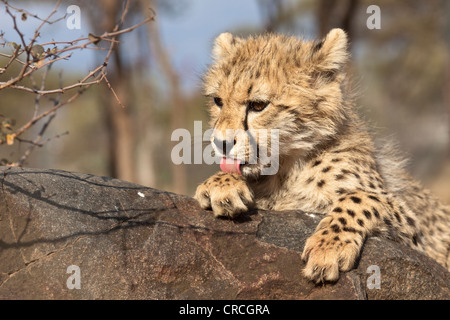 Le Guépard (Acinonyx jubatus) lécher sa patte pour mineurs, Tshukudu Game Lodge, Hoedspruit, Parc National Kruger Banque D'Images