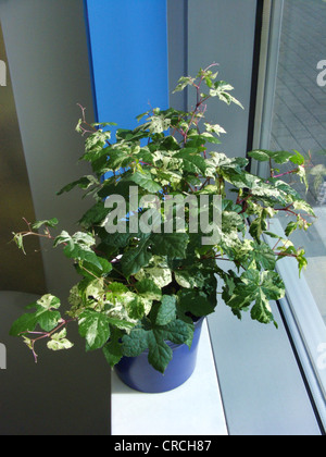Ampelopsis brevipedunculata (porcelainberry panaché 'Elegans', Ampelopsis brevipedunculata Ampelopsis 'Elegans', variegata), plante en pot sur un rebord de fenêtre Banque D'Images