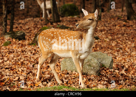 Le daim (Dama dama) à l'automne bois, Canada Banque D'Images