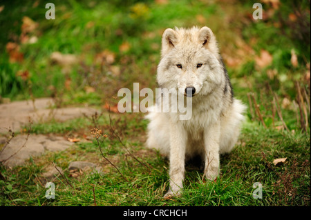 Jeune loup polaire, White Wolf ou le loup arctique (Canis lupus arctos) assis sur un pré, Canada Banque D'Images