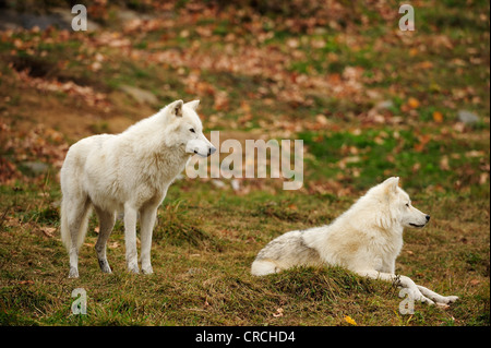 Deux ours loups, loups blancs ou le loup arctique (Canis lupus arctos) en garde, l'un debout, l'un mensonge, le Parc Oméga, Montebello Banque D'Images