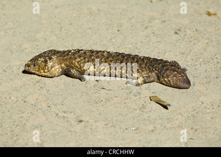 Shingle-Back (Trachydosaurus rugosus) Scinque Banque D'Images