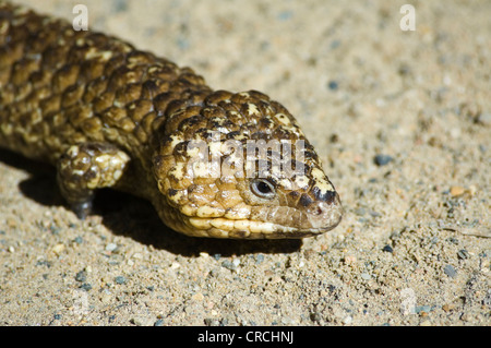 Shingle-Back (Trachydosaurus rugosus) Scinque Banque D'Images