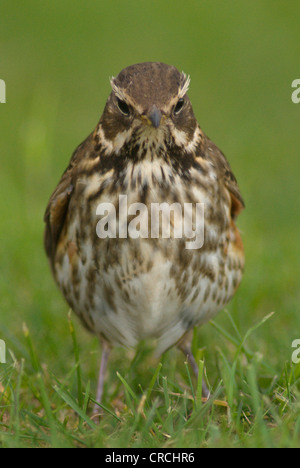 Redwing (Turdus iliacus), sur un pré à la recherche de nourriture, l'Allemagne, Helgoland Banque D'Images