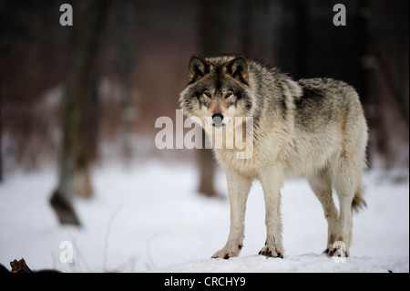 Wolf (Canis lupus) debout dans la Snowy Woods, Canada Banque D'Images