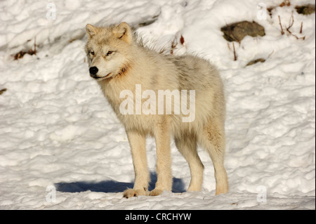 Le loup arctique, le loup polaire ou White wolf (Canis lupus arctos) debout dans la neige, Canada Banque D'Images