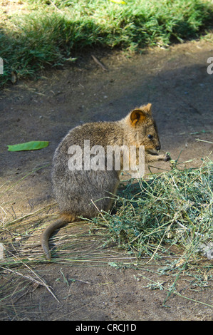 Quokka (Chrysocyon brachyurus) Banque D'Images